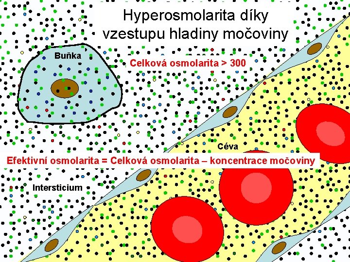 Hyperosmolarita díky Isotonické prostředí vzestupu hladiny močoviny Buňka Celková 290 ± 10 osmolarita mmol/l