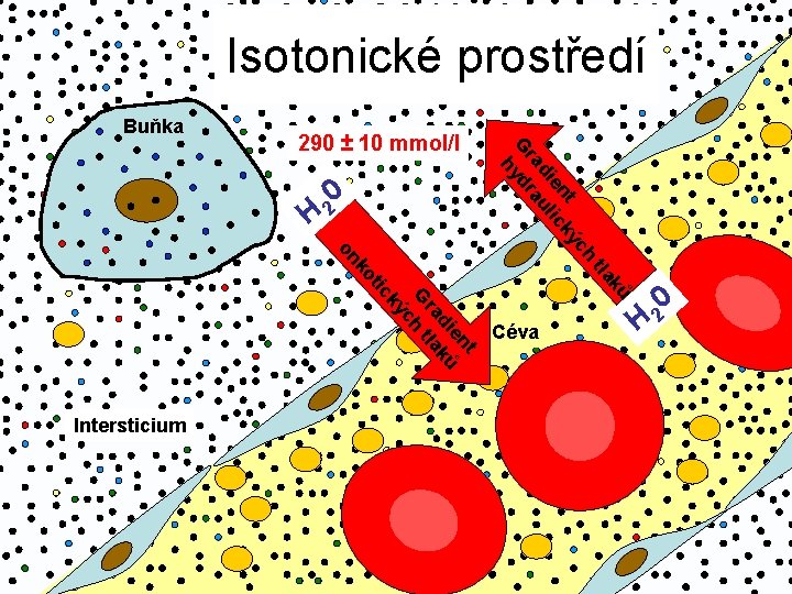 Isotonické prostředí Buňka 0 H 2 ků Intersticium tla t en di ků ra