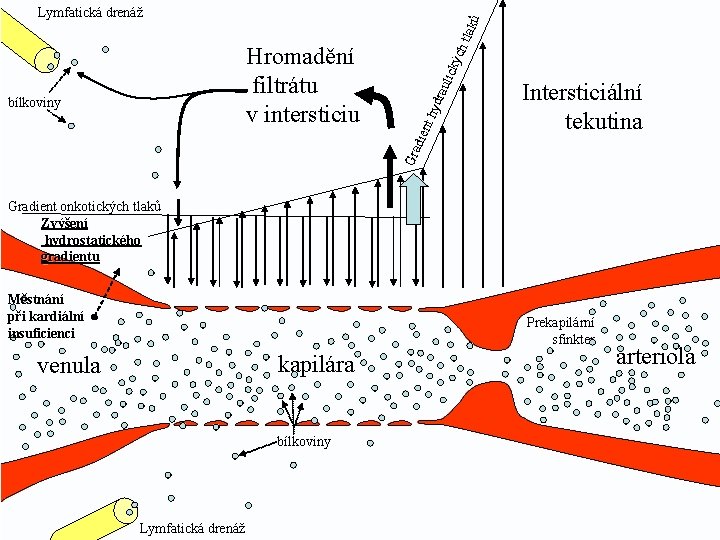 ulic dra t hy Intersticiální tekutina Gra bílkoviny dien Hromadění filtrátu v intersticiu kýc