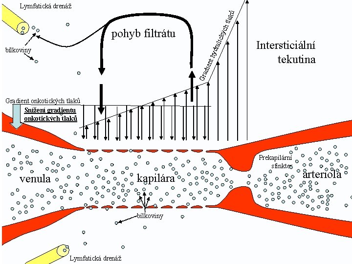 ch t laků Lymfatická drenáž dra lick ý pohyb filtrátu Intersticiální tekutina Gra dien