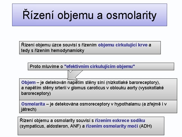 Řízení objemu a osmolarity Řízení objemu úzce souvisí s řízením objemu cirkulující krve a