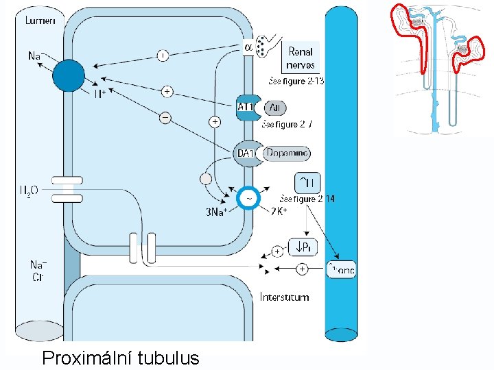 Proximální tubulus 