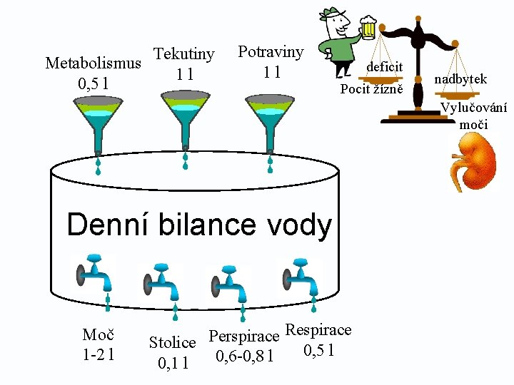 Tekutiny Metabolismus 1 l 0, 5 l Potraviny 1 l deficit Pocit žízně nadbytek