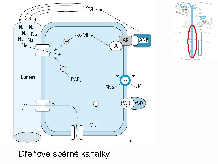 Dřeňové sběrné kanálky 