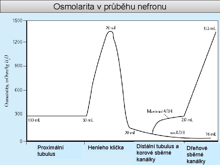 Osmolarita v průběhu nefronu Proximální tubulus Henleho klička Distální tubulus a korové sběrné kanálky