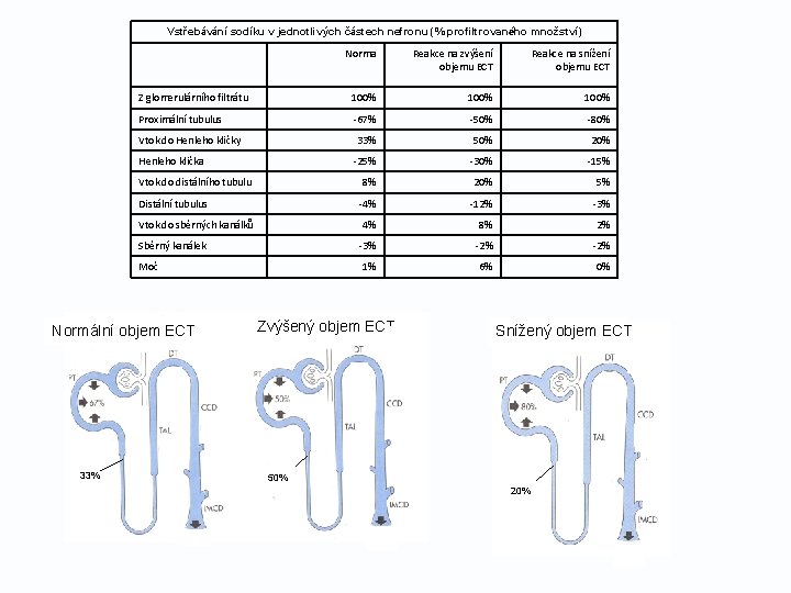 Vstřebávání sodíku v jednotlivých částech nefronu (% profiltrovaného množství) Norma Reakce na zvýšení objemu