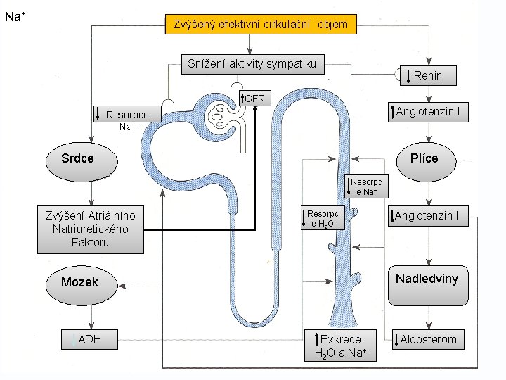 Na+ Zvýšený efektivní cirkulační objem Snížení aktivity sympatiku Renin GFR Angiotenzin I Resorpce Na+