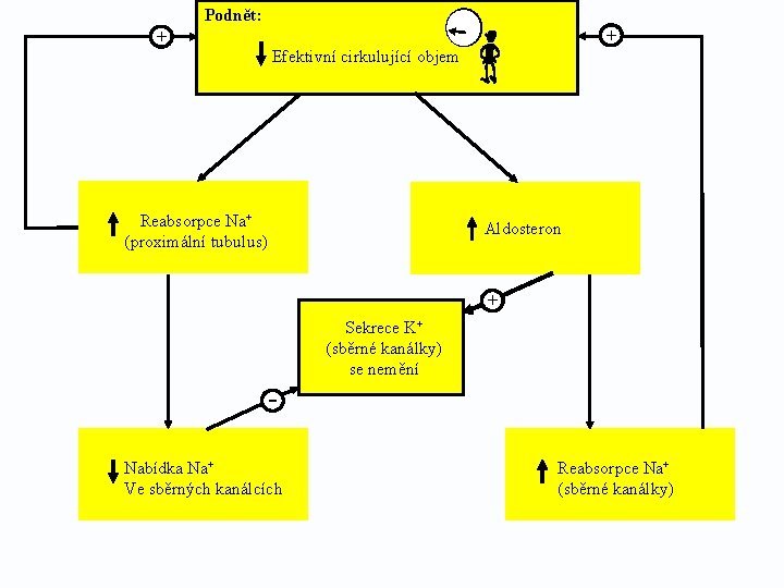 Podnět: + + Efektivní cirkulující objem Reabsorpce Na+ (proximální tubulus) Aldosteron + + Sekrece.