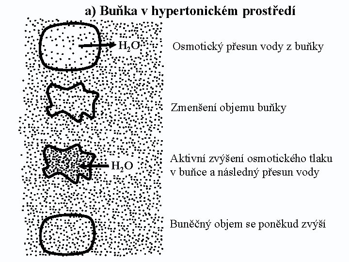 a) Buňka v hypertonickém prostředí H 2 O Osmotický přesun vody z buňky Zmenšení