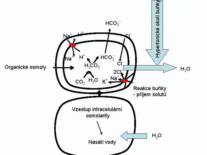 Na Na Organické osmoly H + + - + H Cl + HCO 3