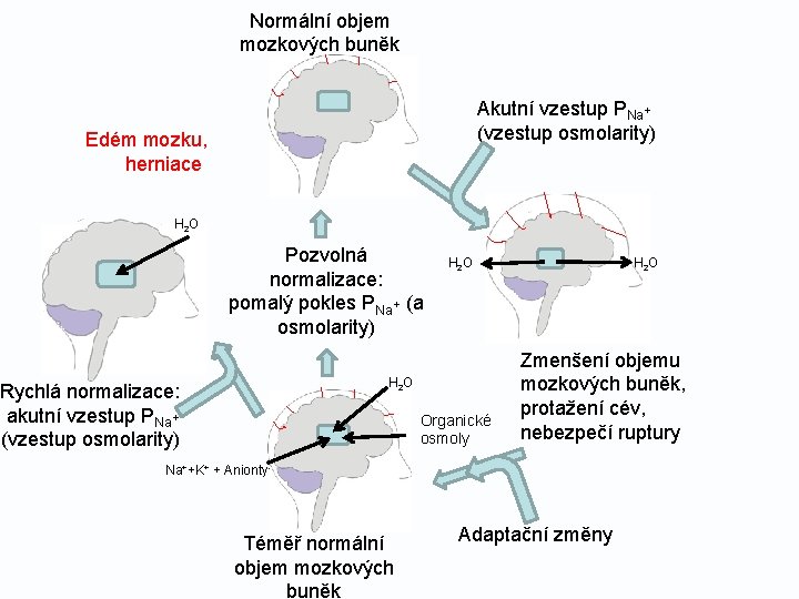 Normální objem mozkových buněk Akutní vzestup PNa+ (vzestup osmolarity) Edém mozku, herniace H 2