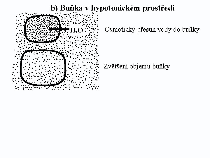 b) Buňka v hypotonickém prostředí H 2 O Osmotický přesun vody do buňky Zvětšení