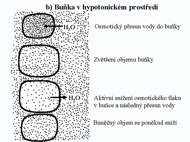 b) Buňka v hypotonickém prostředí H 2 O Osmotický přesun vody do buňky Zvětšení