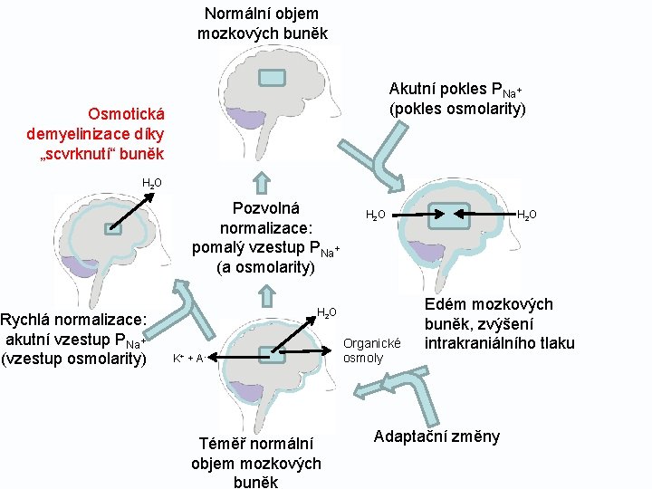 Normální objem mozkových buněk Akutní pokles PNa+ (pokles osmolarity) Osmotická demyelinizace díky „scvrknutí“ buněk