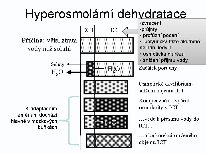 Hyperosmolární dehydratace ECT ICT Příčina: větší ztráta vody než solutů Soluty H 2 O