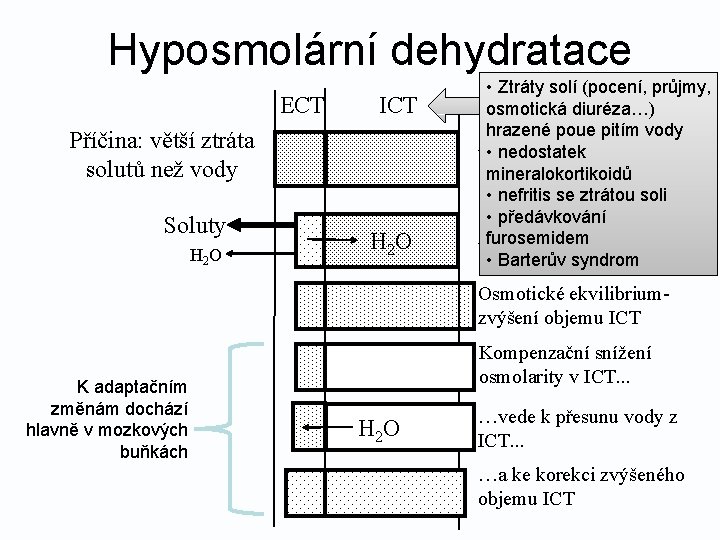 Hyposmolární dehydratace ECT ICT Příčina: větší ztráta solutů než vody Soluty H 2 O