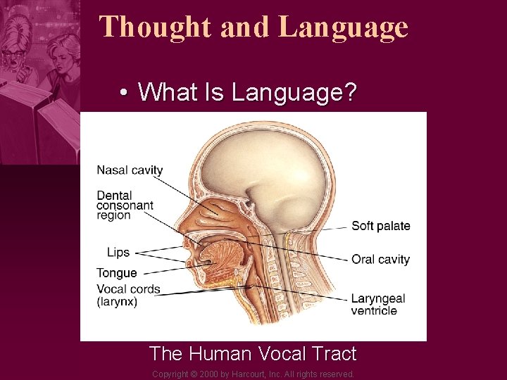 Thought and Language • What Is Language? The Human Vocal Tract Copyright © 2000