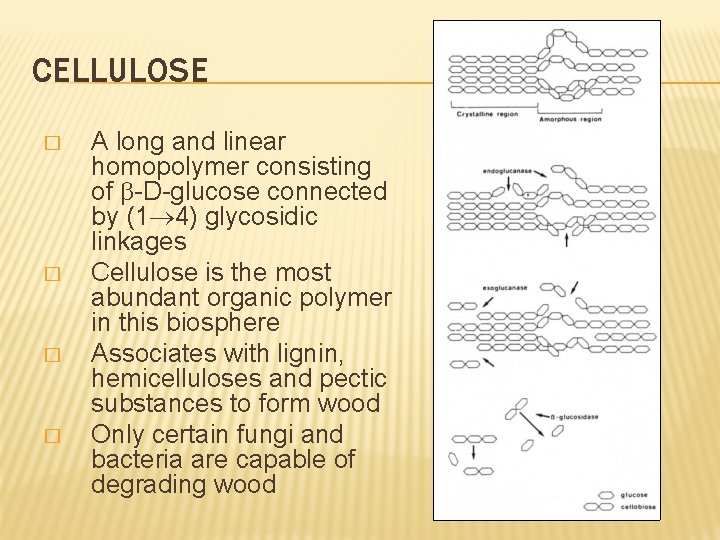 CELLULOSE � � A long and linear homopolymer consisting of -D-glucose connected by (1