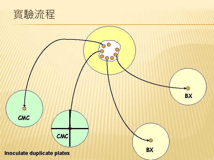 實驗流程 BX CMC Inoculate duplicate plates BX 
