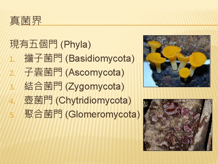 真菌界 現有五個門 (Phyla) 1. 擔子菌門 (Basidiomycota) 2. 子囊菌門 (Ascomycota) 3. 結合菌門 (Zygomycota) 4. 壺菌門