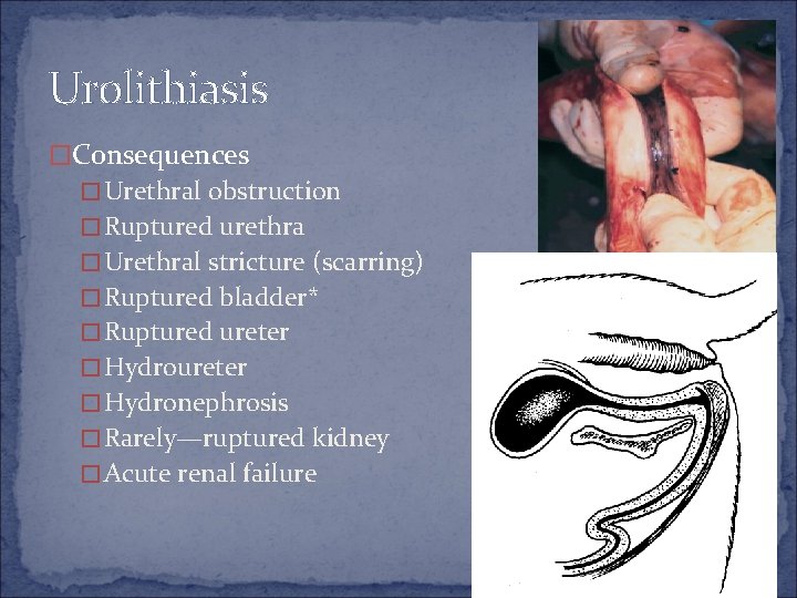 Urolithiasis �Consequences �Urethral obstruction �Ruptured urethra �Urethral stricture (scarring) �Ruptured bladder* �Ruptured ureter �Hydronephrosis