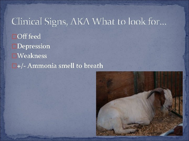 Clinical Signs, AKA What to look for… �Off feed �Depression �Weakness �+/- Ammonia smell