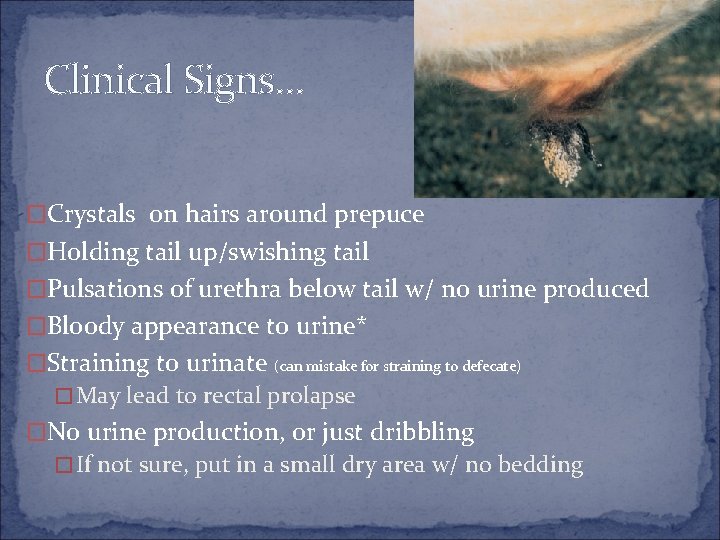 Clinical Signs… �Crystals on hairs around prepuce �Holding tail up/swishing tail �Pulsations of urethra