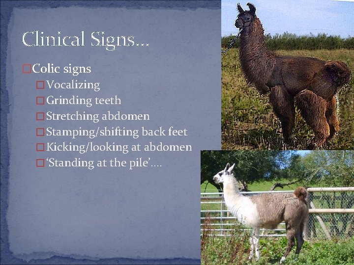 Clinical Signs… �Colic signs �Vocalizing �Grinding teeth �Stretching abdomen �Stamping/shifting back feet �Kicking/looking at