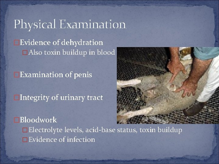 Physical Examination �Evidence of dehydration �Also toxin buildup in blood �Examination of penis �Integrity