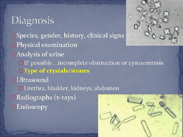 Diagnosis �Species, gender, history, clinical signs �Physical examination �Analysis of urine �IF possible…. incomplete