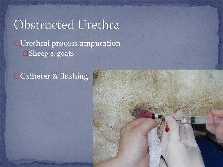 Obstructed Urethra �Urethral process amputation �Sheep & goats �Catheter & flushing 