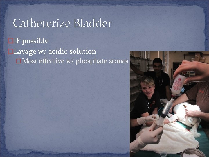 Catheterize Bladder �IF possible �Lavage w/ acidic solution �Most effective w/ phosphate stones 