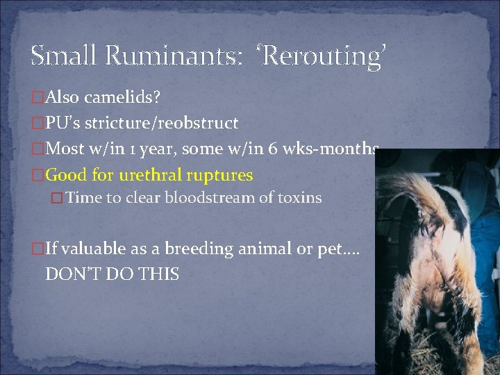 Small Ruminants: ‘Rerouting’ �Also camelids? �PU’s stricture/reobstruct �Most w/in 1 year, some w/in 6