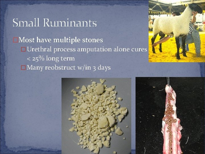 Small Ruminants �Most have multiple stones �Urethral process amputation alone cures < 25% long