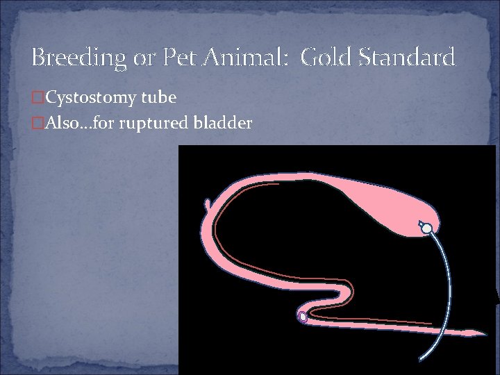 Breeding or Pet Animal: Gold Standard �Cystostomy tube �Also…for ruptured bladder 