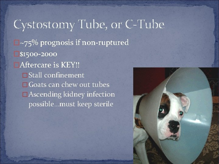 Cystostomy Tube, or C-Tube �~75% prognosis if non-ruptured �$1500 -2000 �Aftercare is KEY!! �Stall
