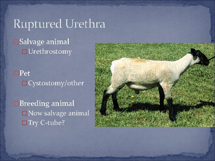 Ruptured Urethra �Salvage animal �Urethrostomy �Pet �Cystostomy/other �Breeding animal �Now salvage animal �Try C-tube?