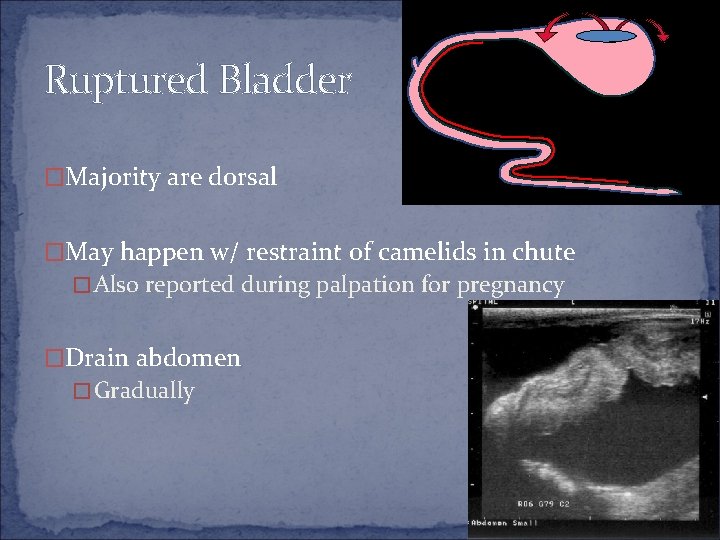 Ruptured Bladder �Majority are dorsal �May happen w/ restraint of camelids in chute �Also