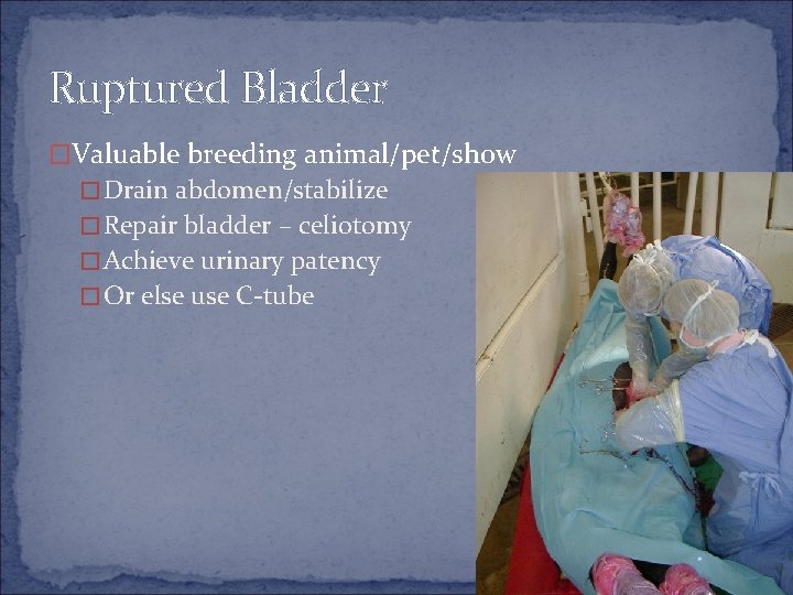 Ruptured Bladder �Valuable breeding animal/pet/show �Drain abdomen/stabilize �Repair bladder – celiotomy �Achieve urinary patency