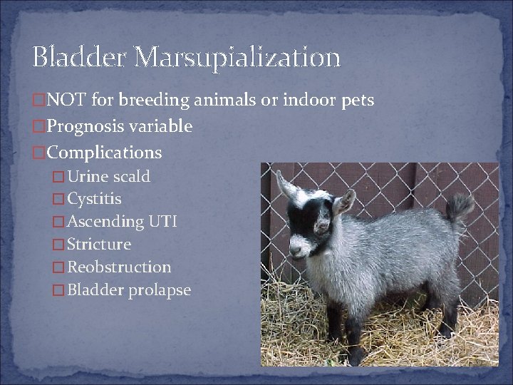 Bladder Marsupialization �NOT for breeding animals or indoor pets �Prognosis variable �Complications �Urine scald