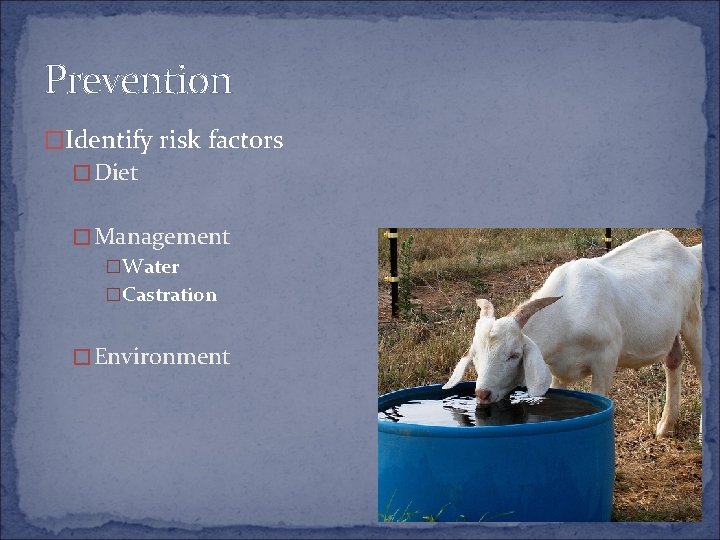 Prevention �Identify risk factors �Diet �Management �Water �Castration �Environment 