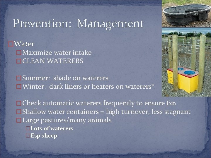 Prevention: Management �Water � Maximize water intake � CLEAN WATERERS � Summer: shade on