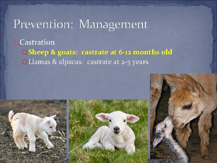 Prevention: Management �Castration �Sheep & goats: castrate at 6 -12 months old �Llamas &