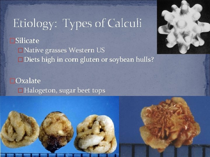 Etiology: Types of Calculi �Silicate �Native grasses Western US �Diets high in corn gluten
