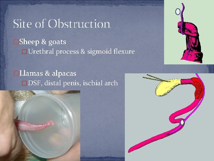 Site of Obstruction �Sheep & goats �Urethral process & sigmoid flexure �Llamas & alpacas