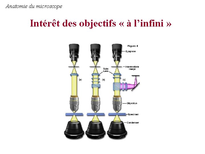 Anatomie du microscope Intérêt des objectifs « à l’infini » 