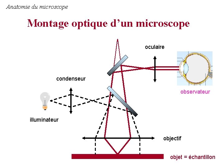 Anatomie du microscope Montage optique d’un microscope oculaire condenseur observateur illuminateur objectif objet =