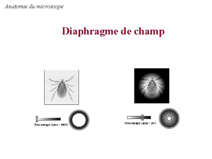 Anatomie du microscope Diaphragme de champ 