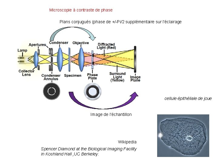 Microscopie à contraste de phase Plans conjugués (phase de +/-Pi/2 supplémentaire sur l’éclairage cellule