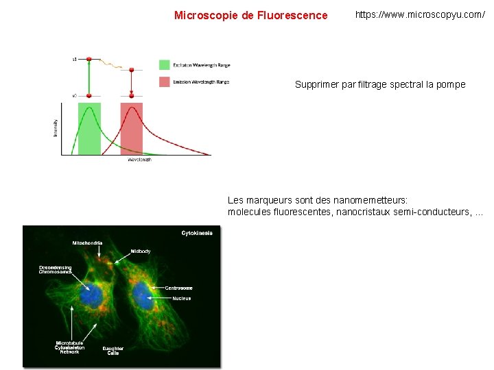 Microscopie de Fluorescence https: //www. microscopyu. com/ Supprimer par filtrage spectral la pompe Les